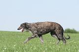 DEERHOUND 012